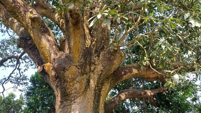 VIDEO: Cây xoài hơn 300 tuổi ở Cà Mau và giai thoại "thần hổ" - Ảnh 4.