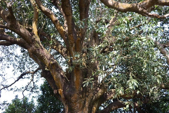 VIDEO: Cây xoài hơn 300 tuổi ở Cà Mau và giai thoại "thần hổ" - Ảnh 6.