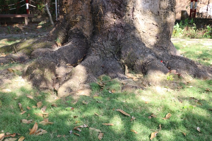 VIDEO: Cây xoài hơn 300 tuổi ở Cà Mau và giai thoại "thần hổ" - Ảnh 7.