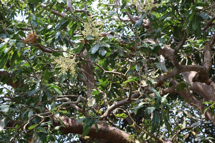 VIDEO: Cây xoài hơn 300 tuổi ở Cà Mau và giai thoại "thần hổ" - Ảnh 8.
