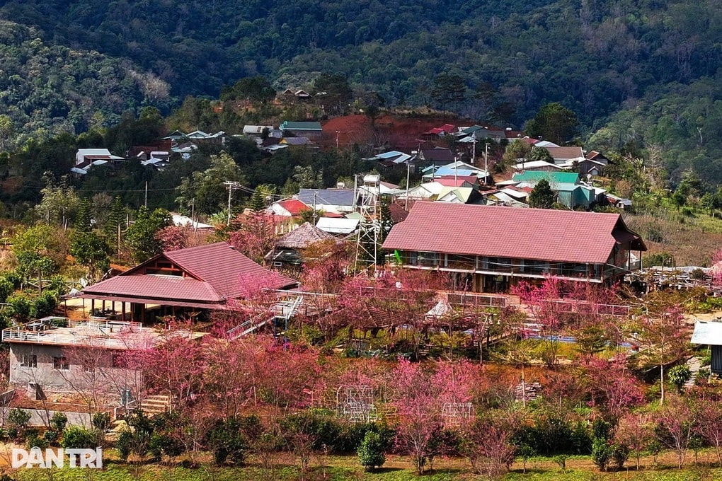 Thổn thức với loài hoa của núi rừng ở cao nguyên Măng Đen - 2