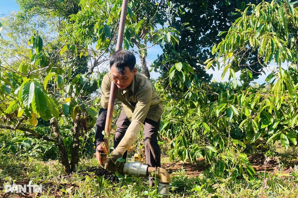 Sát Tết, nông dân vẫn bám rẫy, hối hả tưới cà phê vì lo hạn - 2
