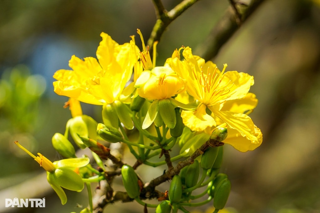 Mai cổ 85 tuổi được ra giá 800 triệu đồng, gia chủ quyết giữ làm cảnh - 2