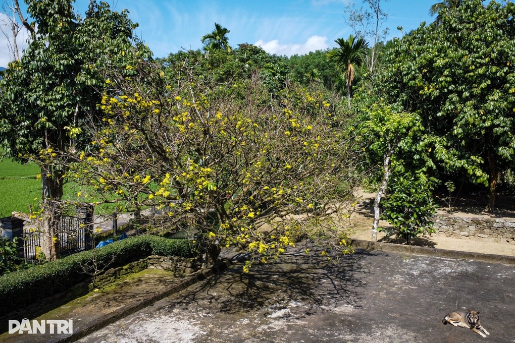 Mai cổ 85 tuổi được ra giá 800 triệu đồng, gia chủ quyết giữ làm cảnh - 1