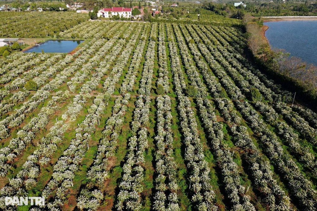 Sát Tết, nông dân vẫn bám rẫy, hối hả tưới cà phê vì lo hạn - 3