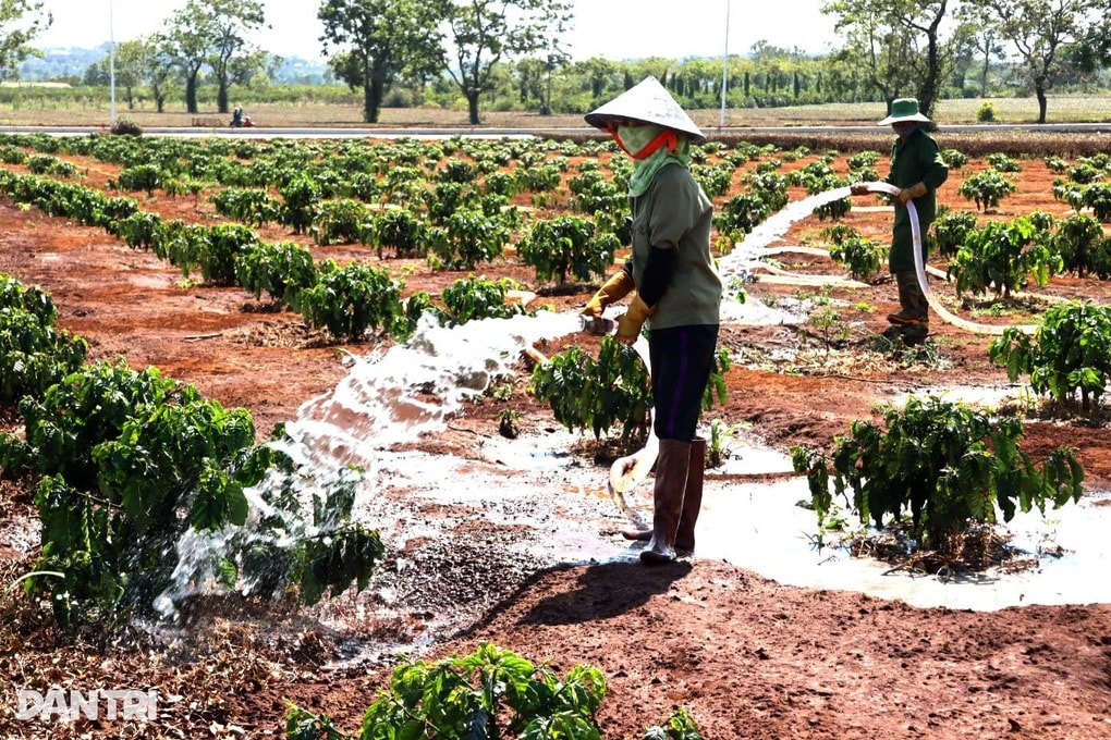 Sát Tết, nông dân vẫn bám rẫy, hối hả tưới cà phê vì lo hạn - 1