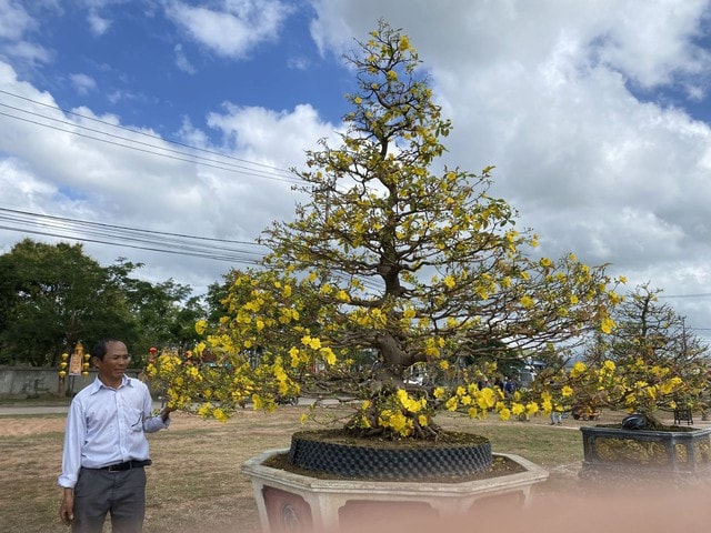 “Thủ phủ” mai vàng miền Trung rực rỡ mùa lễ hội, nhiều tuyệt tác bạc tỉ hội tụ - Ảnh 17.