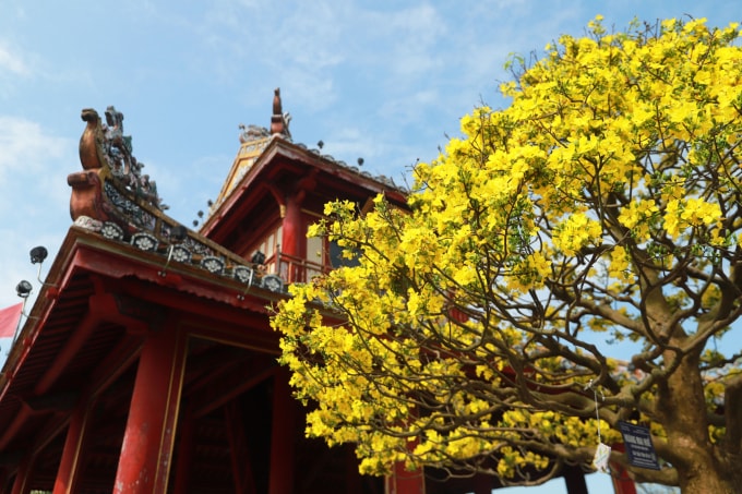 Những gốc Hoàng mai Huế cổ thụ khoe sắc trước Tết Bính Ngọ. Ảnh: Võ Thạnh