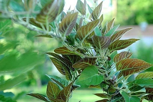 Loại lá "quét sạch" cơn ho mùa đông mà ít người biết - Ảnh 2.