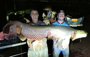 Cần thủ câu được cá "khủng" nặng 63kg, người dân vật lộn hơn 1 giờ mới đưa được lên bờ- Ảnh 2.