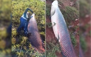 Cần thủ câu được cá "khủng" nặng 63kg, người dân vật lộn hơn 1 giờ mới đưa được lên bờ- Ảnh 3.