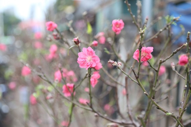 Những lời chúc Tết Bính Ngọ 2026 hay và ấn tượng nhất- Ảnh 1.