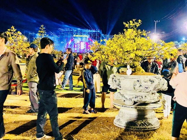 “Thủ phủ” mai vàng miền Trung rực rỡ mùa lễ hội, nhiều tuyệt tác bạc tỉ hội tụ - Ảnh 4.