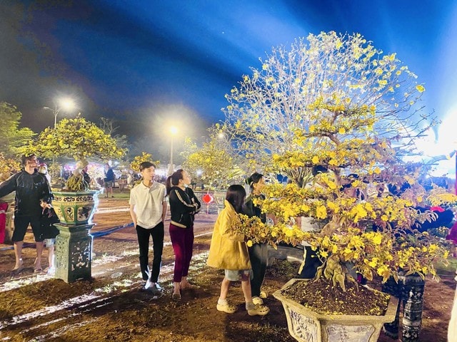 “Thủ phủ” mai vàng miền Trung rực rỡ mùa lễ hội, nhiều tuyệt tác bạc tỉ hội tụ - Ảnh 5.