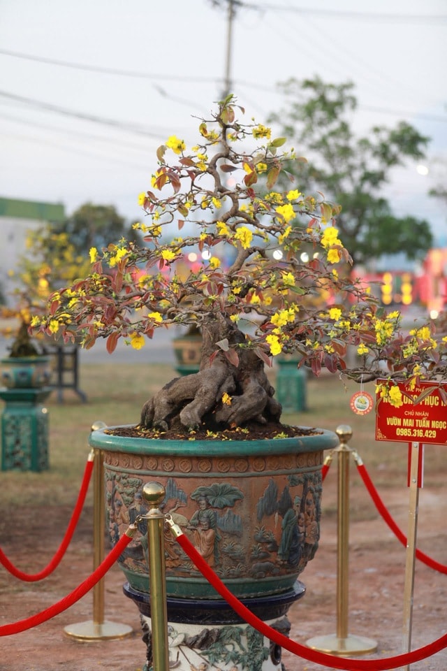“Thủ phủ” mai vàng miền Trung rực rỡ mùa lễ hội, nhiều tuyệt tác bạc tỉ hội tụ - Ảnh 6.