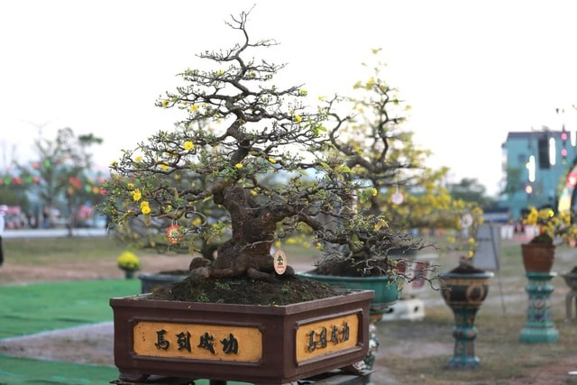 “Thủ phủ” mai vàng miền Trung rực rỡ mùa lễ hội, nhiều tuyệt tác bạc tỉ hội tụ - Ảnh 7.