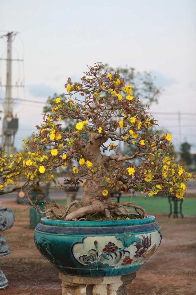 “Thủ phủ” mai vàng miền Trung rực rỡ mùa lễ hội, nhiều tuyệt tác bạc tỉ hội tụ - Ảnh 9.