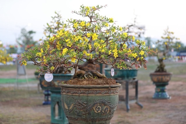 “Thủ phủ” mai vàng miền Trung rực rỡ mùa lễ hội, nhiều tuyệt tác bạc tỉ hội tụ - Ảnh 10.