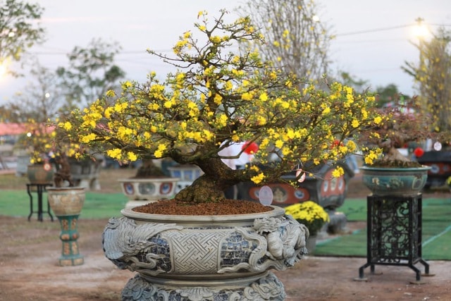 “Thủ phủ” mai vàng miền Trung rực rỡ mùa lễ hội, nhiều tuyệt tác bạc tỉ hội tụ - Ảnh 11.