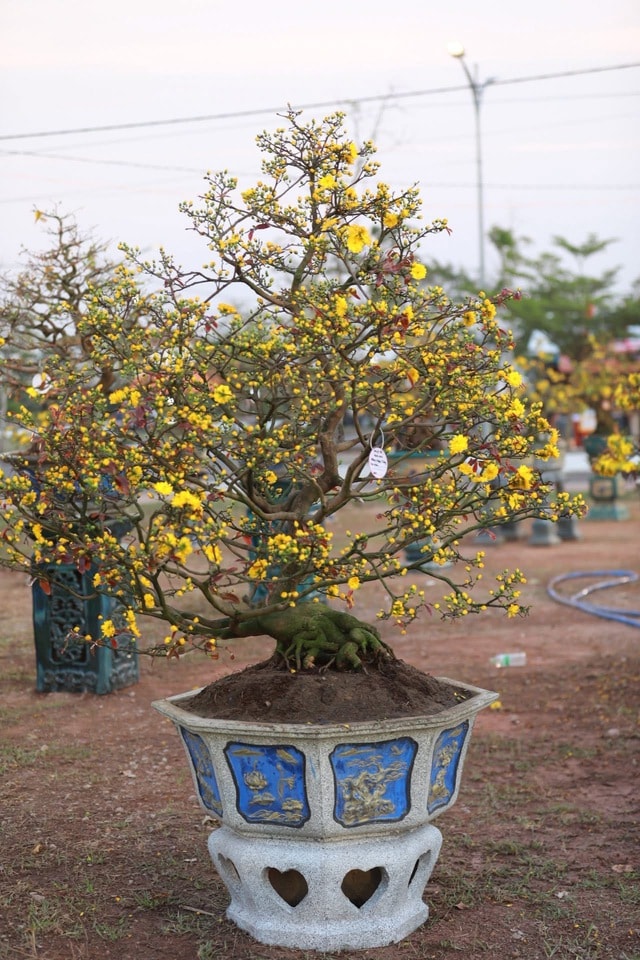 “Thủ phủ” mai vàng miền Trung rực rỡ mùa lễ hội, nhiều tuyệt tác bạc tỉ hội tụ - Ảnh 12.