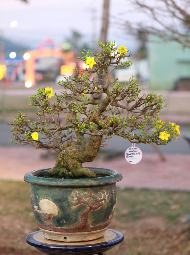 “Thủ phủ” mai vàng miền Trung rực rỡ mùa lễ hội, nhiều tuyệt tác bạc tỉ hội tụ - Ảnh 13.