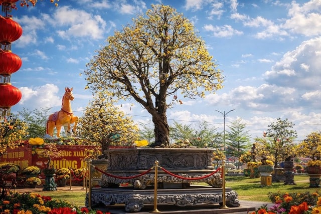 “Thủ phủ” mai vàng miền Trung rực rỡ mùa lễ hội, nhiều tuyệt tác bạc tỉ hội tụ - Ảnh 15.