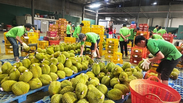 Cú lội ngược dòng của sầu riêng Việt - Ảnh 4.