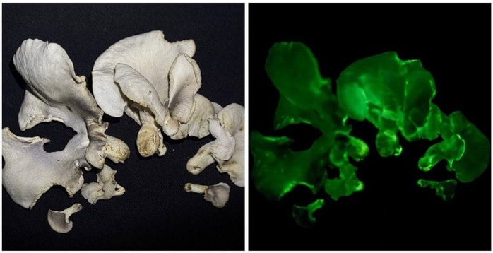Tìm thấy 2 loài nấm có khả năng phát sáng, thuộc diện kỳ bí nhất thế giới- Ảnh 2.