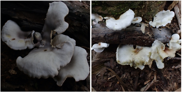 Tìm thấy 2 loài nấm có khả năng phát sáng, thuộc diện kỳ bí nhất thế giới- Ảnh 1.