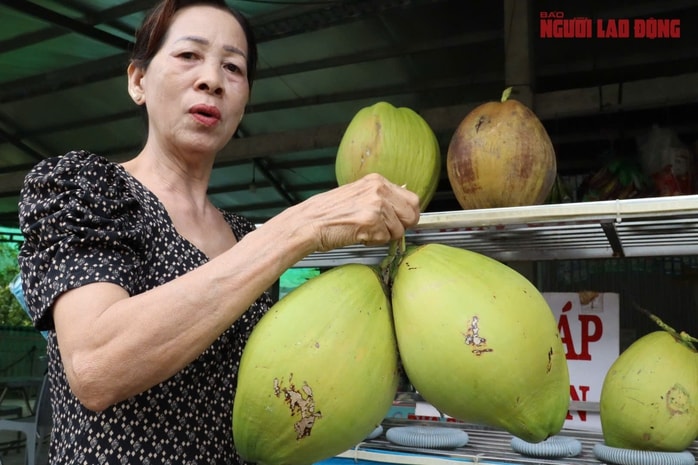 Mô hình trồng dừa sáp tại Cần Thơ mang lại thu nhập cao cho nhà vườn - Ảnh 1. Mô hình trồng dừa sáp tại Cần Thơ mang lại thu nhập cao cho nhà vườn - Ảnh 1.