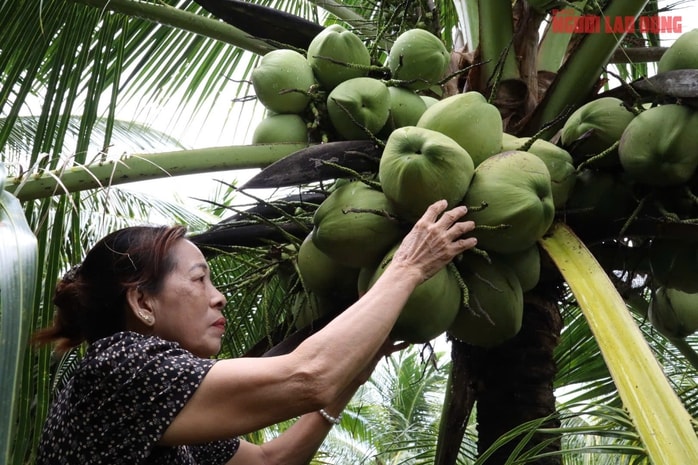 Mô hình trồng dừa sáp tại Cần Thơ mang lại thu nhập cao cho nhà vườn - Ảnh 2. Mô hình trồng dừa sáp tại Cần Thơ mang lại thu nhập cao cho nhà vườn - Ảnh 2.