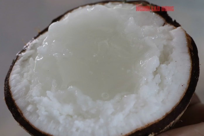 Mô hình trồng dừa sáp tại Cần Thơ mang lại thu nhập cao cho nhà vườn - Ảnh 5. Mô hình trồng dừa sáp tại Cần Thơ mang lại thu nhập cao cho nhà vườn - Ảnh 5.