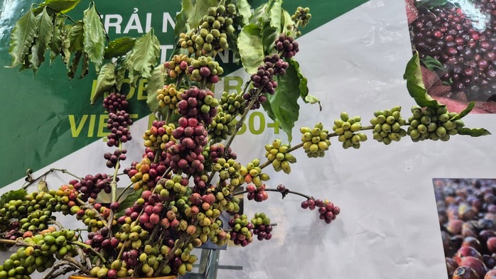 Năm hoàng kim của cà phê Việt Nam với giá trị xuất khẩu kỷ lục 9 tỉ USD năm 2025 - Ảnh 3.