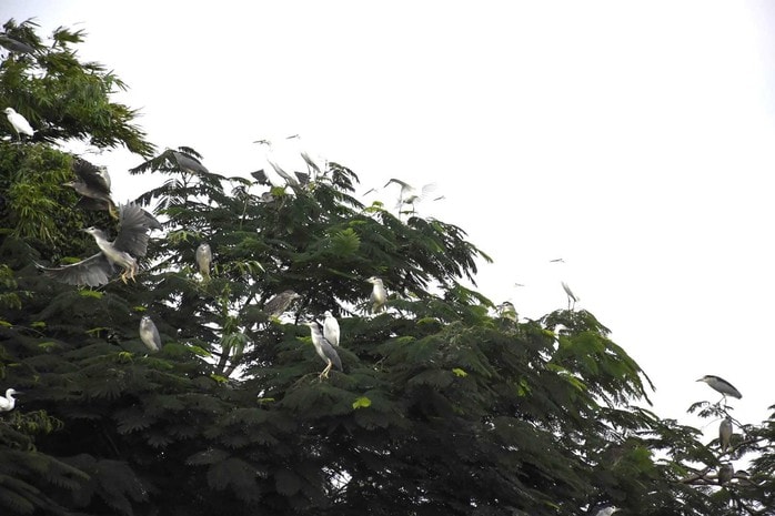 Kỳ bí đảo Cò Hải Dương – "vương quốc" của hơn 20.000 chim trời - Ảnh 3.