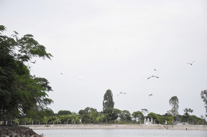 Kỳ bí đảo Cò Hải Dương – "vương quốc" của hơn 20.000 chim trời - Ảnh 4.