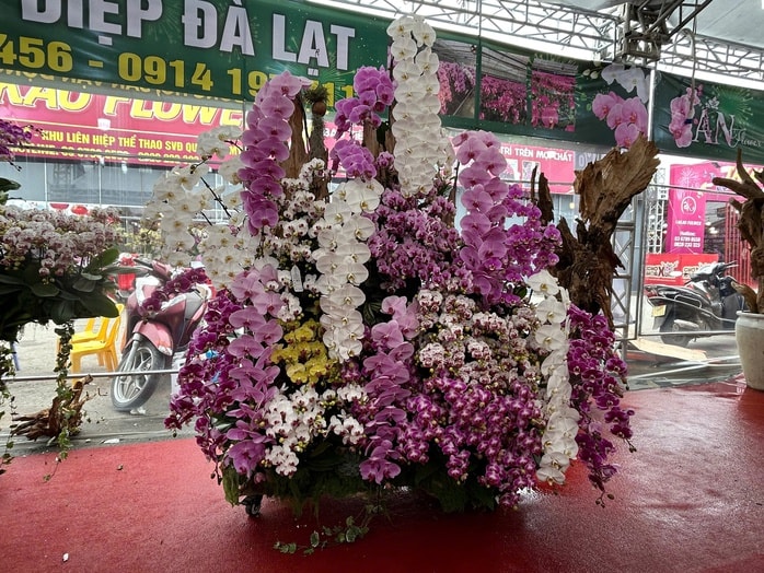 Lan hồ điệp mini hút khách dịp Tết Bính Ngọ 2026 , chậu tiền tỉ vắng bóng - Ảnh 4.