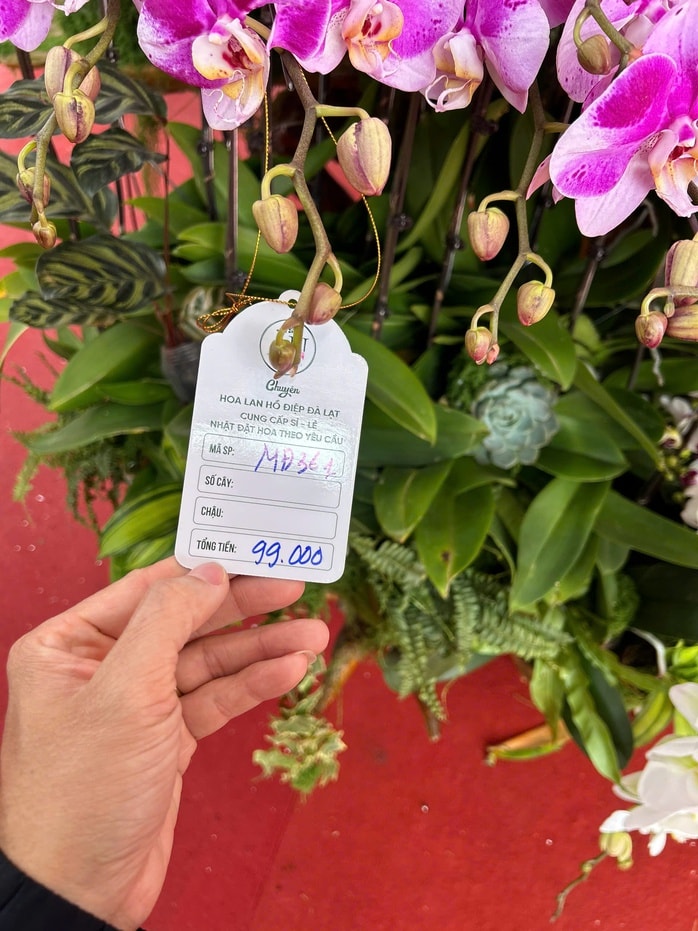 Lan hồ điệp mini hút khách dịp Tết Bính Ngọ 2026 , chậu tiền tỉ vắng bóng - Ảnh 6.