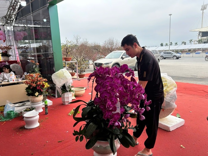 Lan hồ điệp mini hút khách dịp Tết Bính Ngọ 2026 , chậu tiền tỉ vắng bóng - Ảnh 11.