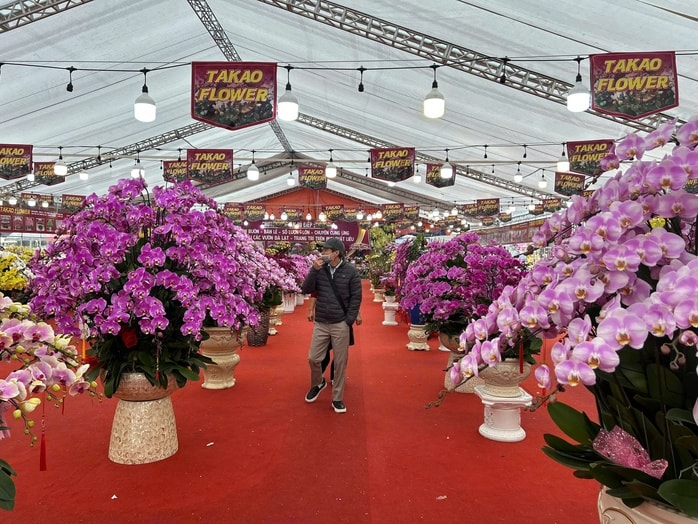 Lan hồ điệp mini hút khách dịp Tết Bính Ngọ 2026 , chậu tiền tỉ vắng bóng - Ảnh 1.