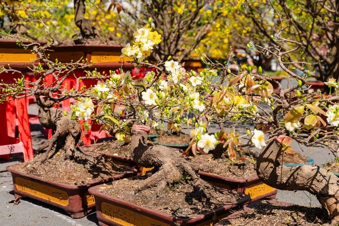 VIDEO: Xả hoa Tết giá 100.000 đồng vắng khách vào trưa 29 Tết tại TPHCM - Ảnh 4.