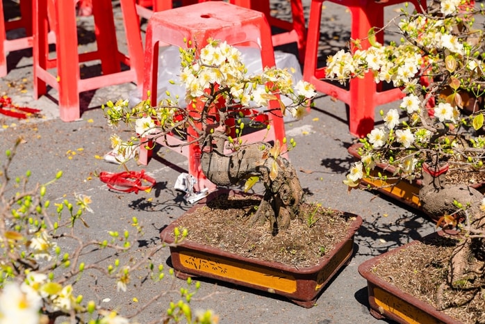 VIDEO: Xả hoa Tết giá 100.000 đồng vắng khách vào trưa 29 Tết tại TPHCM - Ảnh 6.