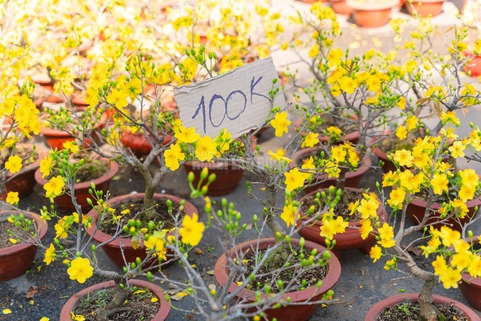 VIDEO: Xả hoa Tết giá 100.000 đồng vắng khách vào trưa 29 Tết tại TPHCM - Ảnh 7.