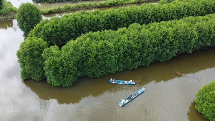 VIDEO: Thu hoạch đặc sản tỉ USD ở Cà Mau - Ảnh 1.