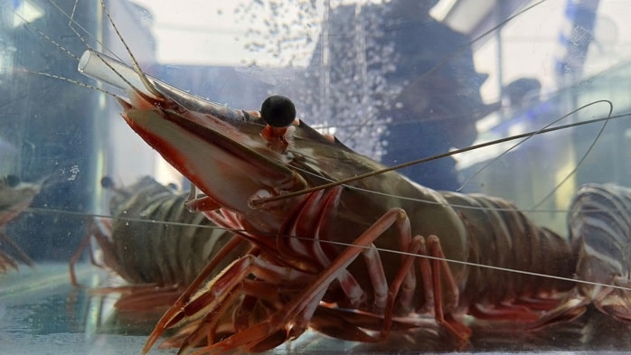 VIDEO: Thu hoạch đặc sản tỉ USD ở Cà Mau - Ảnh 2.