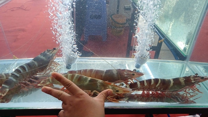 VIDEO: Thu hoạch đặc sản tỉ USD ở Cà Mau - Ảnh 3.