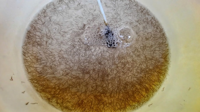 VIDEO: Thu hoạch đặc sản tỉ USD ở Cà Mau - Ảnh 4.