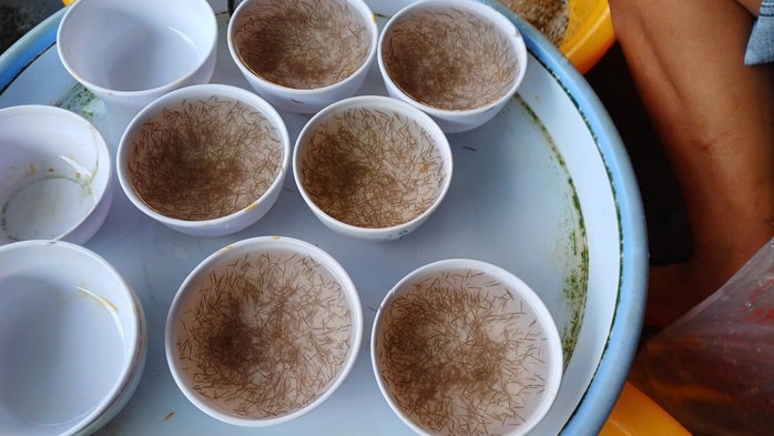 VIDEO: Thu hoạch đặc sản tỉ USD ở Cà Mau - Ảnh 5.