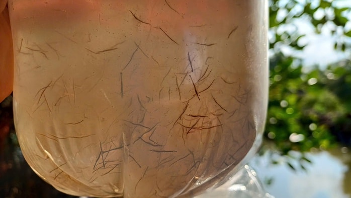 VIDEO: Thu hoạch đặc sản tỉ USD ở Cà Mau - Ảnh 7.