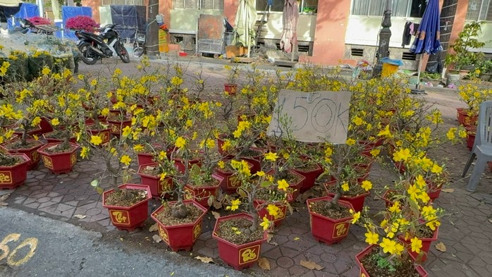 Chợ hoa Tết 2026: Nhiều lô hoa kiểng đã bán hết sạch tại TP HCM - Ảnh 9.