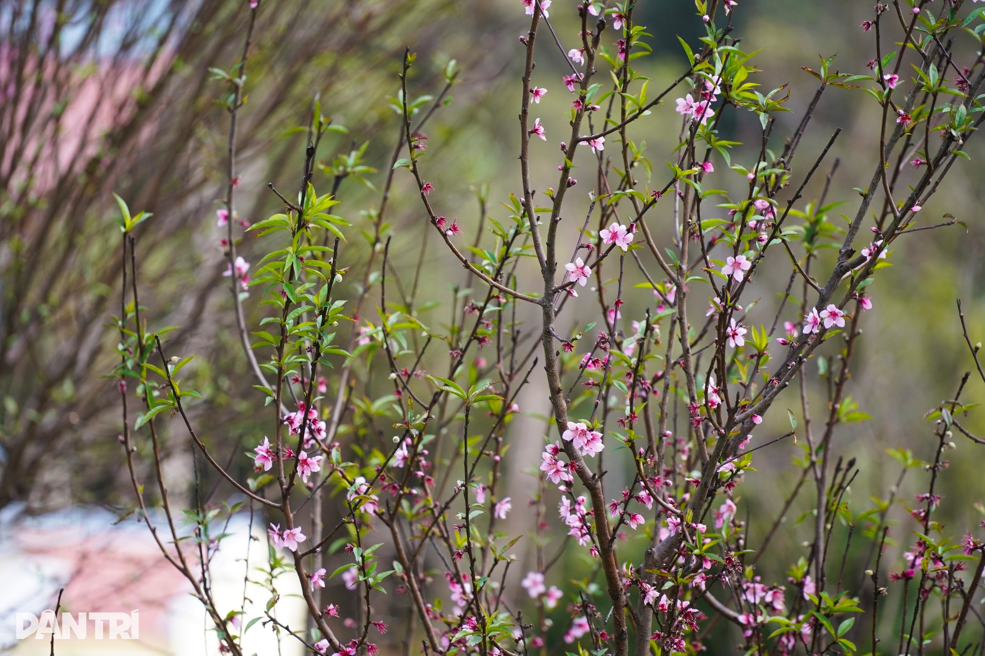 Ngôi chùa trên đỉnh núi cao hơn 1.500m được ví như “Đà Lạt của phố biển” - 8